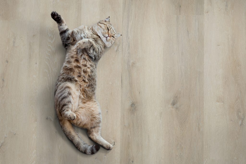 Wide planks OFK-030-001_shutterstock_309181637 (1)